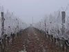 2.-Frost-on-the-vines-